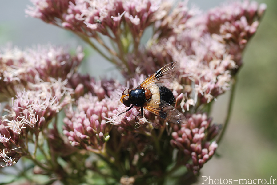 Volucella pellucens